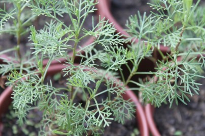 Cânfora (Artemisia camphorata)