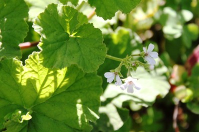 pelargonium | Viveiro Orgânico de Ervas e Temperos Sabor de Fazenda