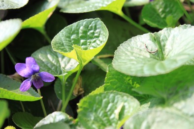 Violeta perfumada (Viola odorata) ©Sabor de Fazenda