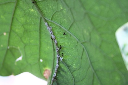 Formigas e cochonilhas ©Sabor de Fazenda