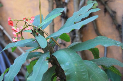 Coroa-de-espinho (Euphorbia milii)